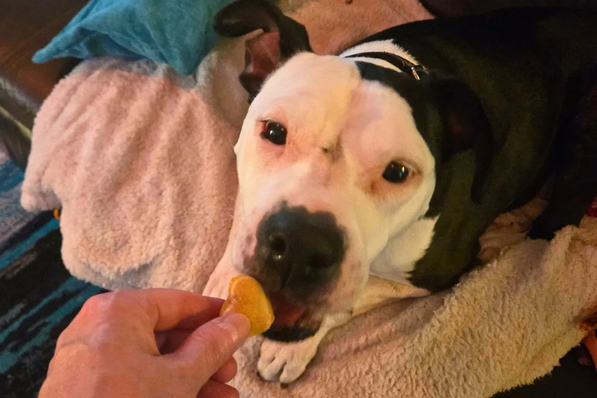 Person's hand offering a heart-shaped dog treat to a black and white pit bull dog lying on a beige fleece blanket.