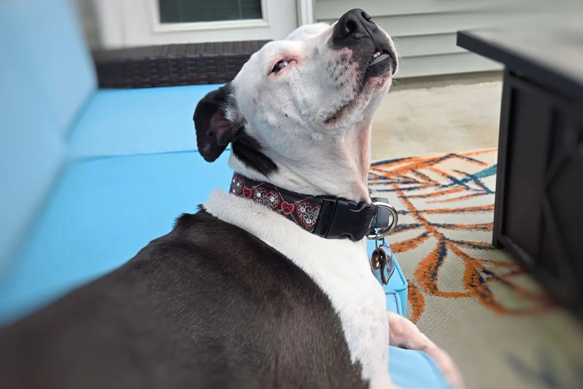 Zoe the dog relaxing confidently on a blue outdoor cushion with her head tilted upward and a slight smile, showing off her heart-patterned collar.